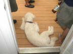 Tassie decided laying in front of the door would get her the most attention